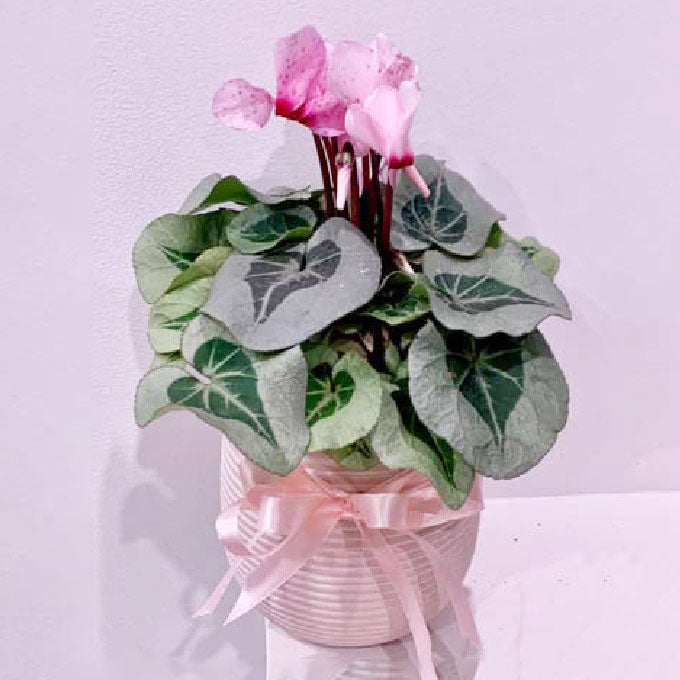 Ceramic Potted Cyclamen