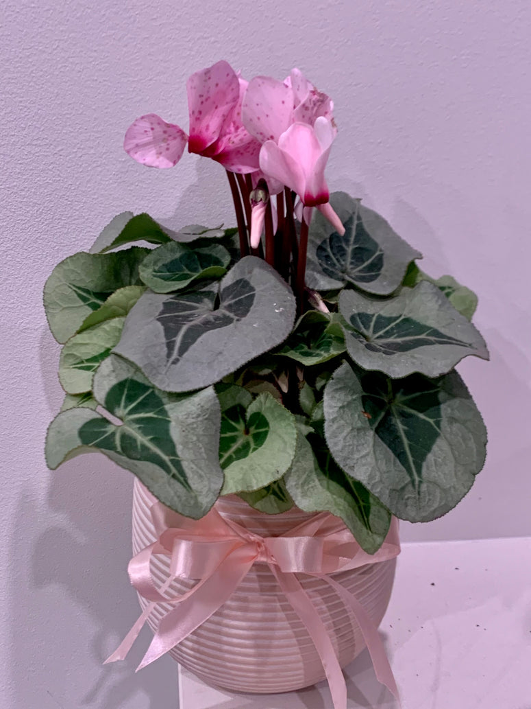 Ceramic Potted Cyclamen